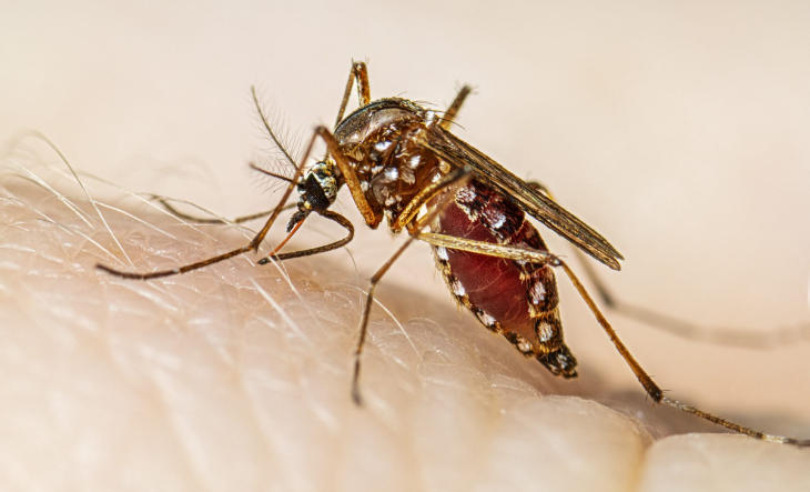 Dengue